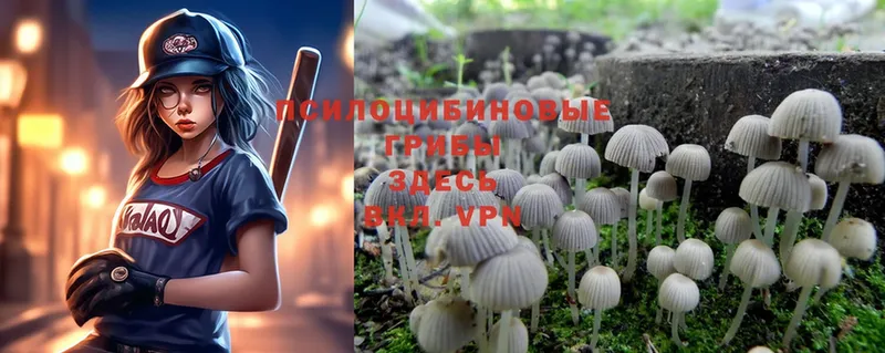 сколько стоит  Ступино  Псилоцибиновые грибы Magic Shrooms 